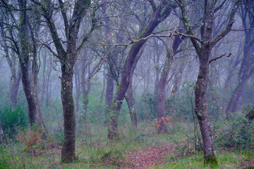 Fog enveloping mysterious oak forest in autumn, creating evocative atmosphere