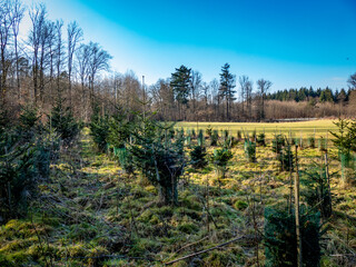 Aufforstung am Waldrand