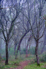 Fog entering the magical oak forest on a cold autumnal day