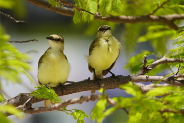 Two young great kiskadee (Pitangus sulphuratus) Fortaleza Ceará, Brazil.
