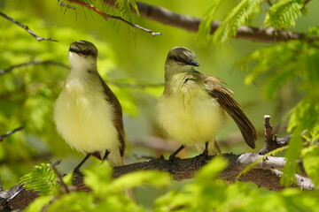 Two young great kiskadee (Pitangus sulphuratus) Fortaleza Ceará, Brazil.