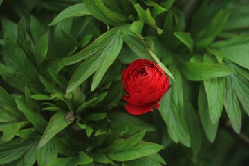 red rose in the garden
