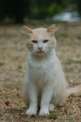 Portrait of white sad cat