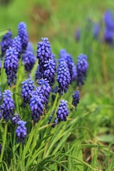 bright blue lilac muscari in spring