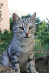 Obraz premium Portrait of grey cat with green eyes 