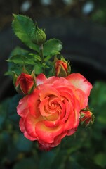Beautiful orange pink rose with rosebuds
