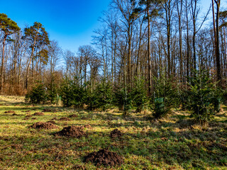 Aufforstung am Waldrand