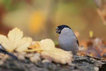A female fullfinch sits on the ground. Pyrrhula pyrrhula. Closeup portrait of a bullfinch. 