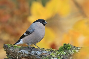 A female fullfinch sits on the ground. Pyrrhula pyrrhula. Closeup portrait of a bullfinch. 