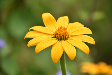 Beautiful Yellow Mexican Sunflower Blooming and Flowering