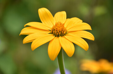 Gorgeous Yellow False Sunflower Blooming and Flowering