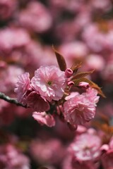 pink cherry magnolia blossom