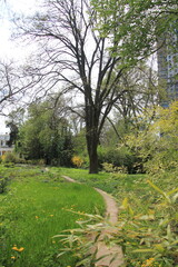 path in the green park