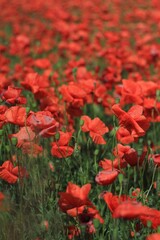 field of  red poppies