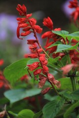 Red flowers grows on the street