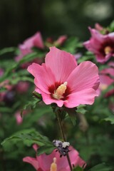 pink rose tree in the garden