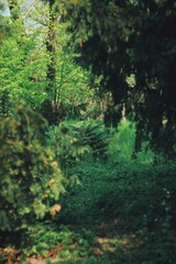 Green forest in spring 