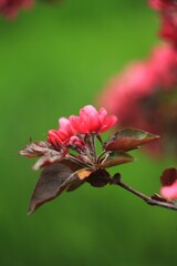 Pink apple tree blooming on a green background 