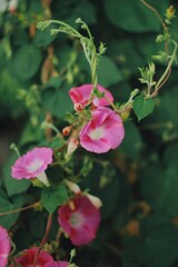 Pink Ipomoea with green leaves 