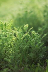 green field grass in the rays of the spring sun