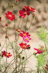 Coloured field flowers in the garden
