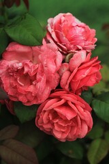 Close-up pink rose in garden