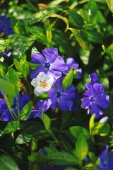 violet flowers in the green garden