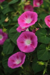 Fototapeta premium pink bindweed on white fence
