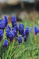 lavender flowers in the garden