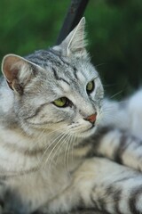 close up portrait of a cat with green eyes 