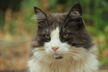 close up portrait of a cat