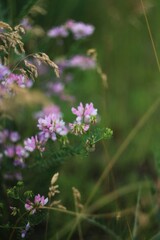 Small pink flowers in the green grass 
