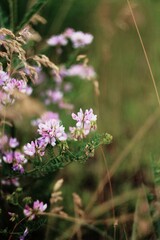 pink flowers in the meadow