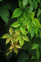 Coloured green leaves in the garden