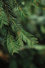 green pine needles in a green forest 