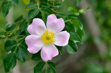 Natural flowers growing in rural areas. rosehip flower photos.