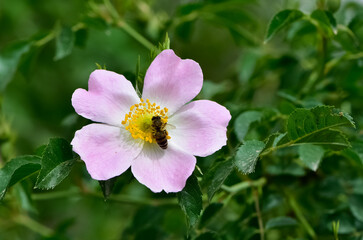 Natural flowers growing in rural areas. rosehip flower photos.
