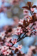pink cherry blossom in spring 