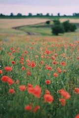 Red poppy field in summer