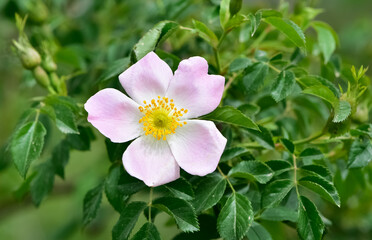 Natural flowers growing in rural areas. rosehip flower photos.