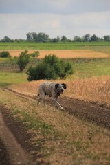 Fototapeta premium Big grey dog on the road in the field 