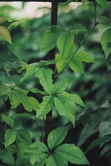 green leaves in the forest