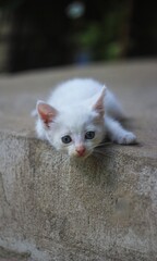 white small kitty on the floor