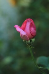 Pink rose with water drops