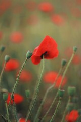 red poppy in a green field
