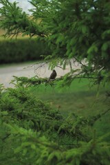 Black bird sitting on the green branch 