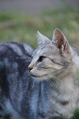 portrait of a grey cat