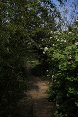  Long path in the green forest
