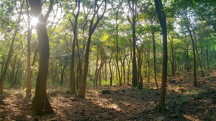 Fototapeta premium Sunlight filtering through trees in a vibrant forest nature scene peaceful environment scenic viewpoint