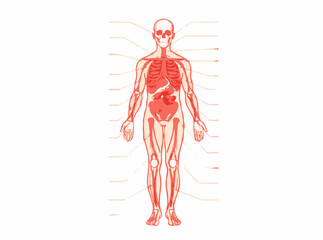Modern Medical Illustration of Human Body Systems - Vector Diagram